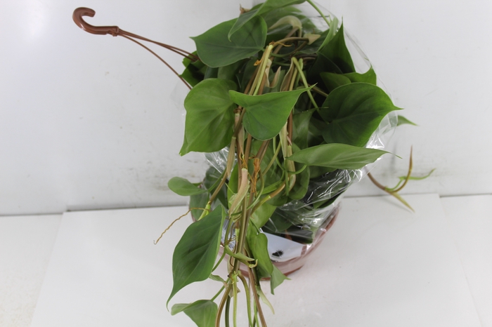 <h4>PHILODENDRON SCANDENS C21 PENDENTE</h4>