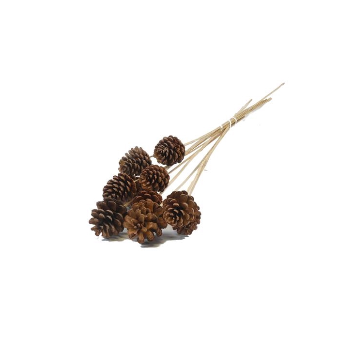 <h4>Stick Pine Cone Natural Large</h4>