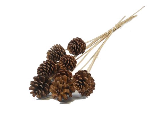 <h4>Stick Pine Cone Natural Large</h4>