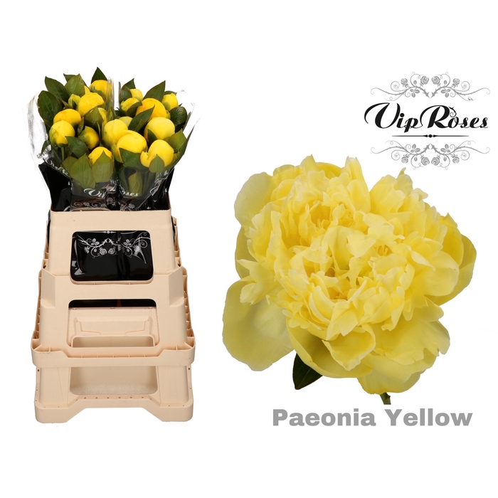 <h4>Paeonia Yellow X 20</h4>