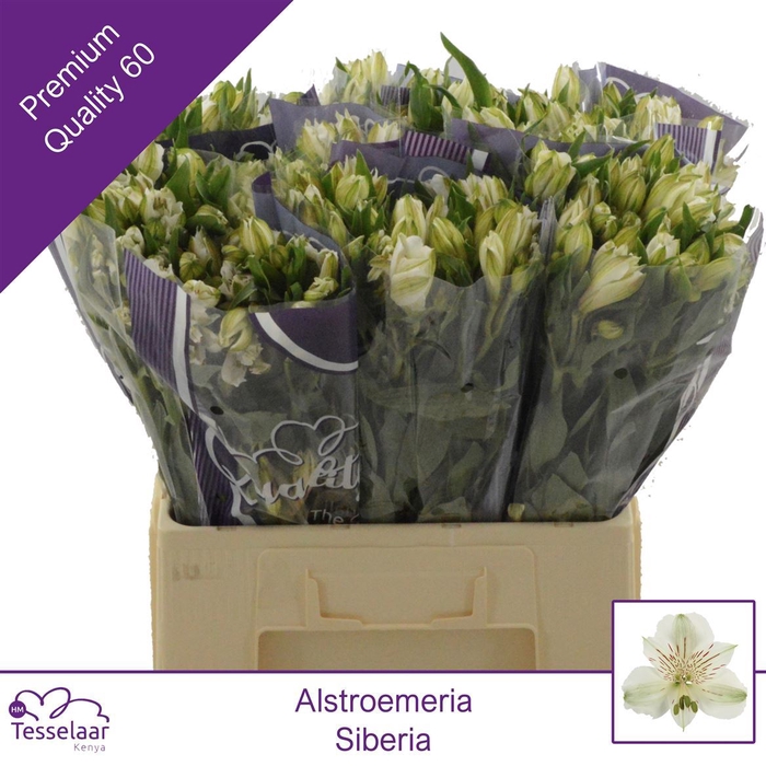 <h4>Alstroemeria Siberia | Quality 60</h4>