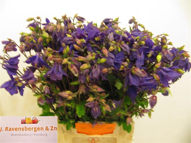 <h4>Aquilegia starring blue violet</h4>