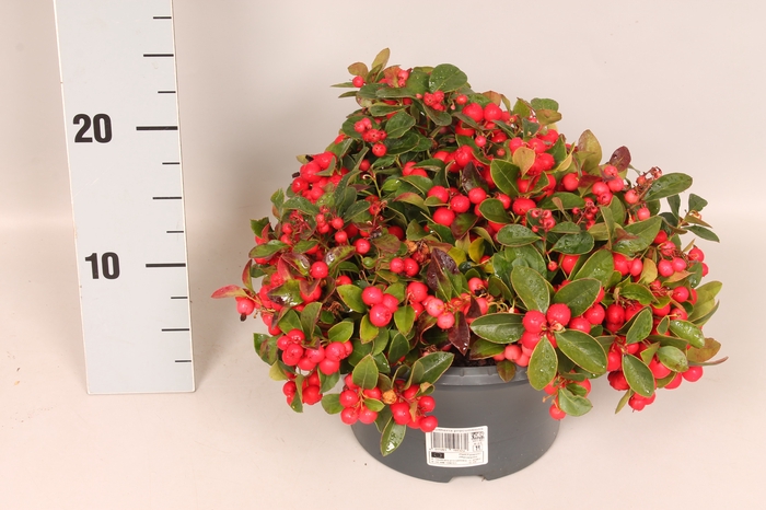 Gaultheria procumbens 'Winterpearls Red Baron' Schaal 23cm