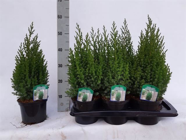 <h4>Juniperus chinensis 'Stricta'</h4>