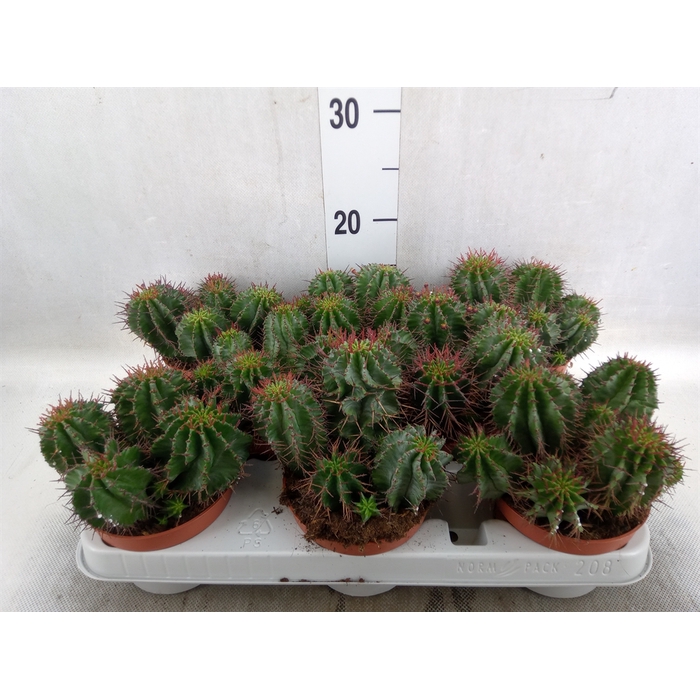 <h4>Euphorbia horrida</h4>