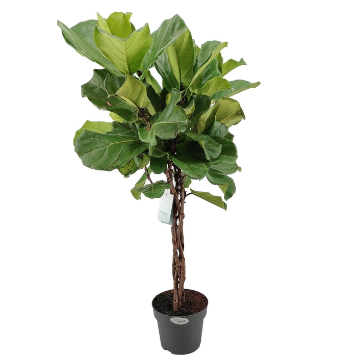 <h4>Ficus Lyrata gevlochten stam p24</h4>