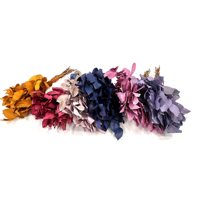 <h4>Salal tips dried per bunch Mixed colours</h4>