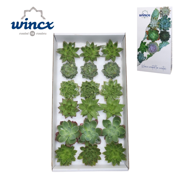 Echeveria Green Mix (Wincx) Cutfl (6 Spcs) Wincx-8cm
