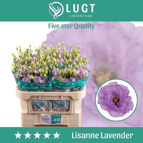 <h4>Lis G Lisanne Lavender</h4>