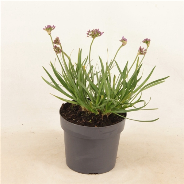<h4>Allium 'Avatar' p17 (PT)</h4>