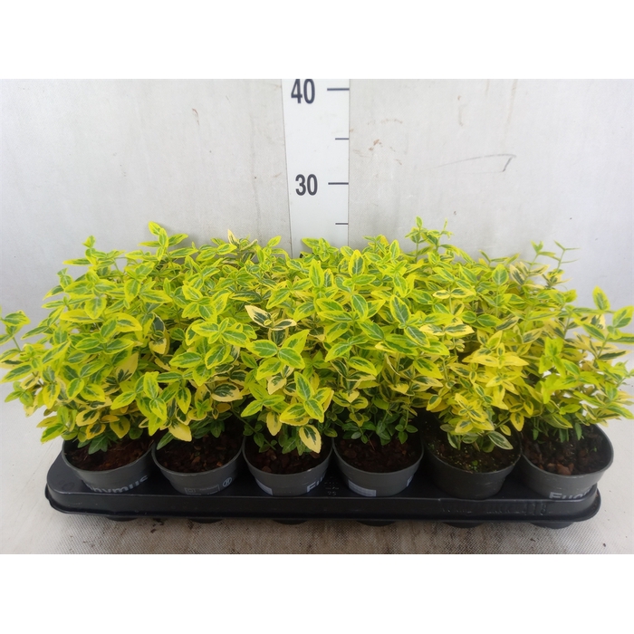 <h4>Euonymus fortunei 'Emerald n Gold'</h4>