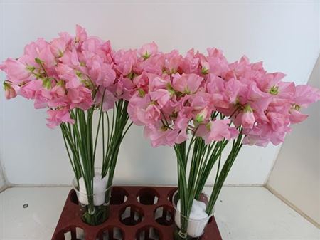 <h4>Lathyrus Romance Pink Pearl</h4>