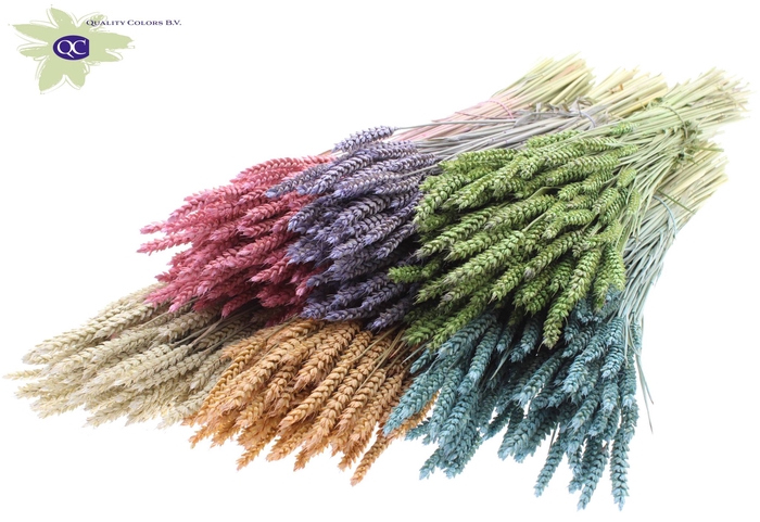 <h4>Triticum per bunch mixed colours frosted</h4>