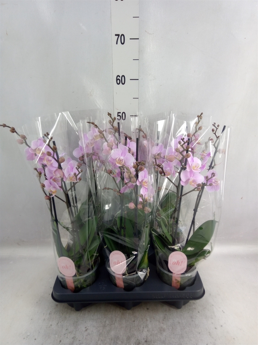 <h4>Phalaenopsis multi. 'Beaution'</h4>