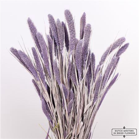 <h4>Dried Setaria Frosted Milka Bunch</h4>