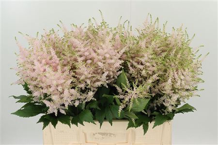 <h4>Astilbe Europa Pale Pink</h4>