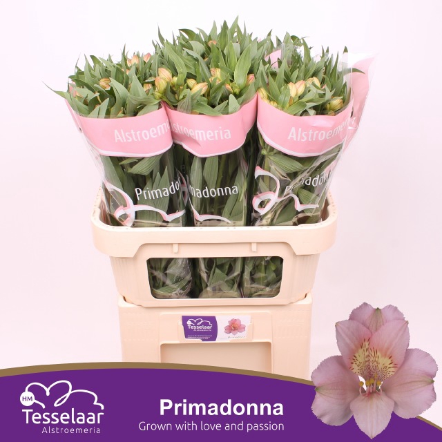 <h4>Alstroemeria primadonna</h4>