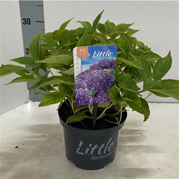 <h4>Hydrangea macr. 'Little Purple' ® (Little XS)</h4>