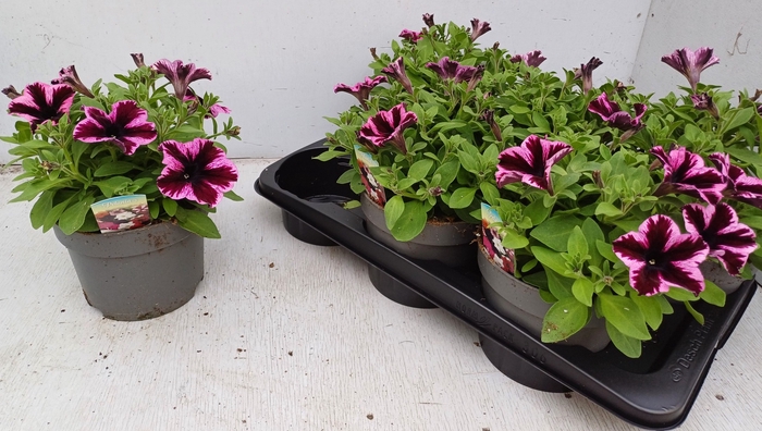 <h4>PET GO!TUNIA CO PINK</h4>