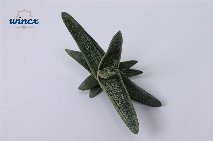 Haworthia little warthi cutflower wincx-8cm