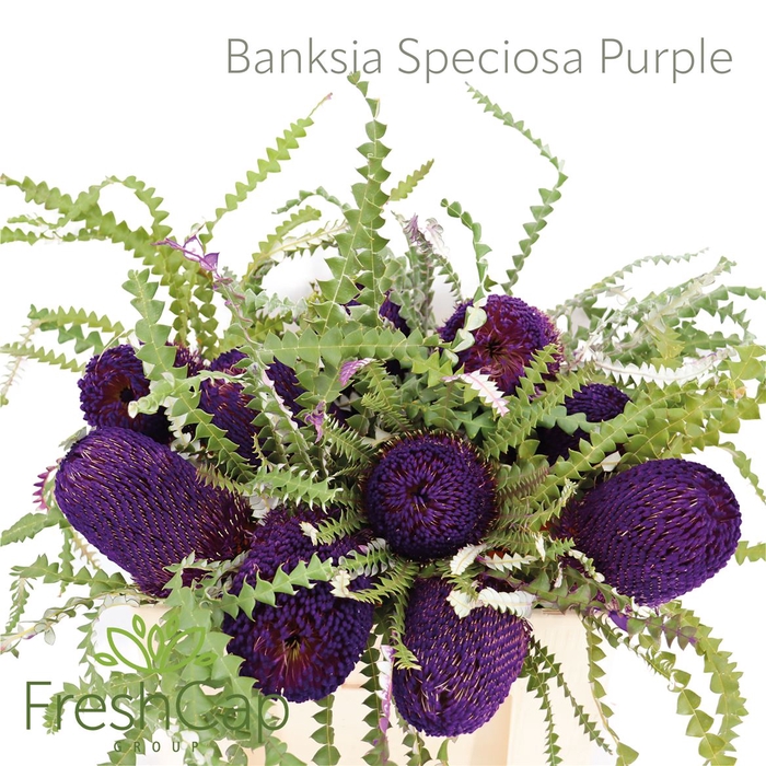 <h4>Banksia Speciosa Purple</h4>
