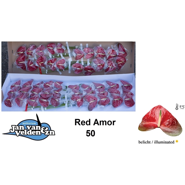 <h4>Red Amor 50</h4>