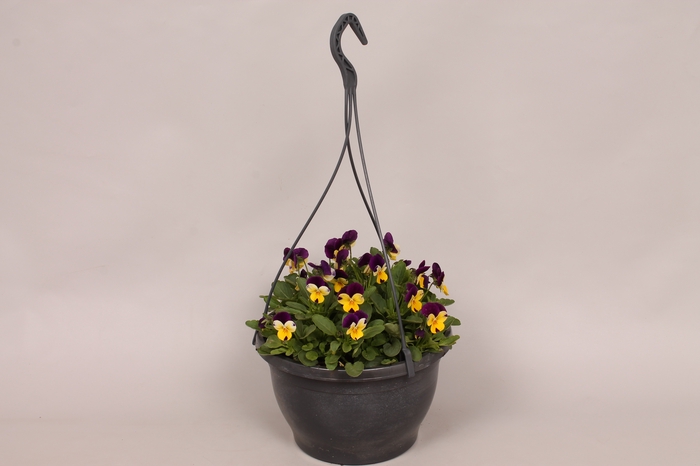 Hangpot 23 cm Viola cornuta Lemon Purple jump up