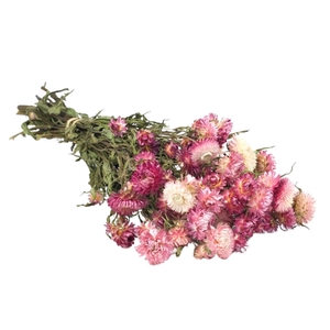 Droogbloemen - Helichrysum Pink