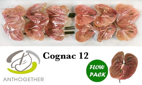 <h4>ANTH A COGNAC 12 Flow Pack</h4>