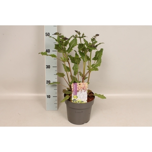 vaste planten 19 cm  Salvia nem. Viola Klosa