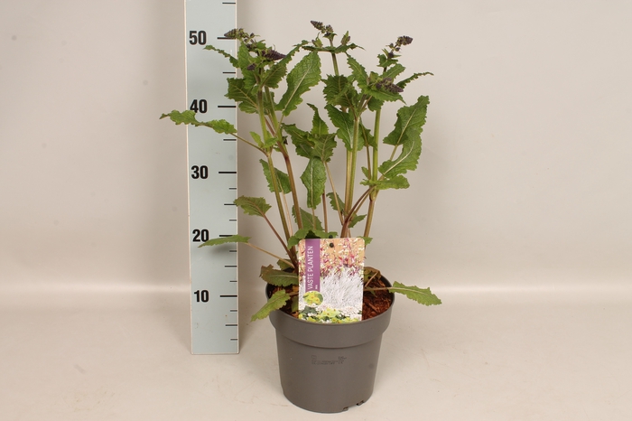 <h4>vaste planten 19 cm  Salvia nem. Viola Klosa</h4>