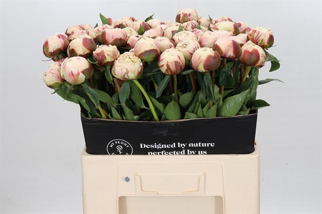 <h4>Paeonia dr f g brethour</h4>