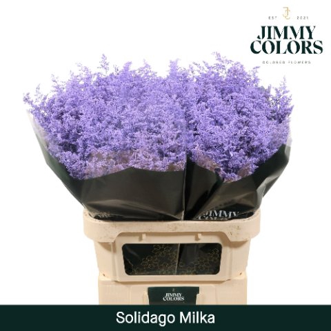 <h4>Solidago paint milka</h4>