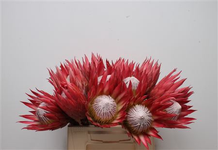 <h4>Protea Cynaroides Madiba No Leaves</h4>