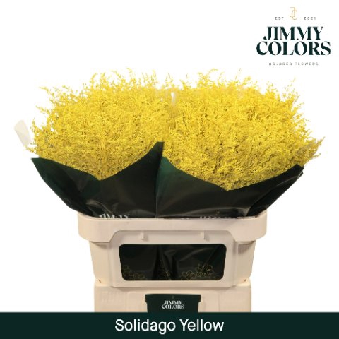 <h4>Solidago paint yellow</h4>