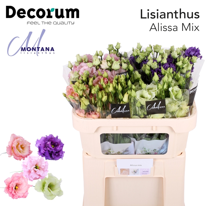 <h4>Lisianthus Mix Alissa Lang</h4>