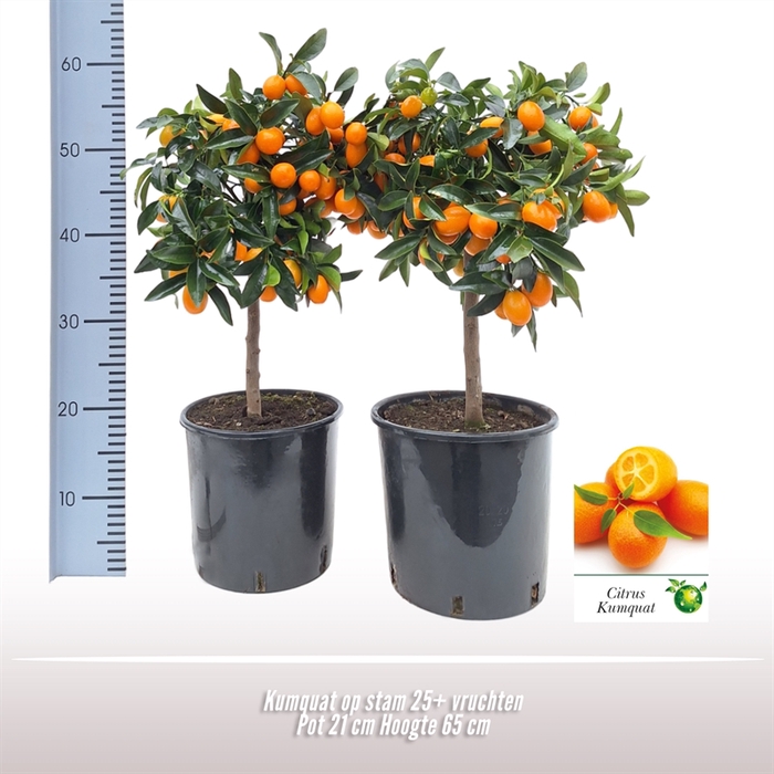 Kumquat op stam