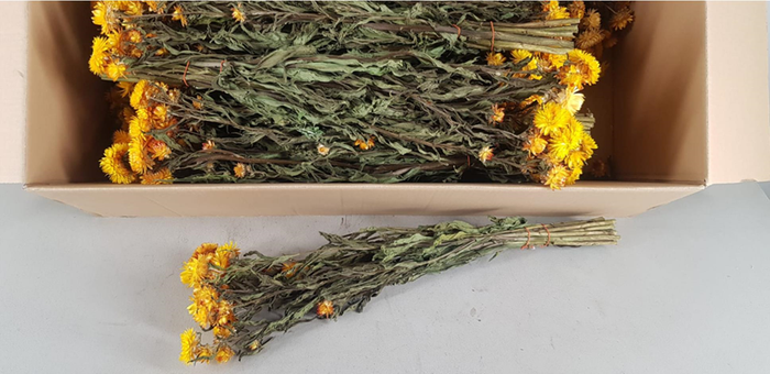 Df Helichrysum Bs Yellow