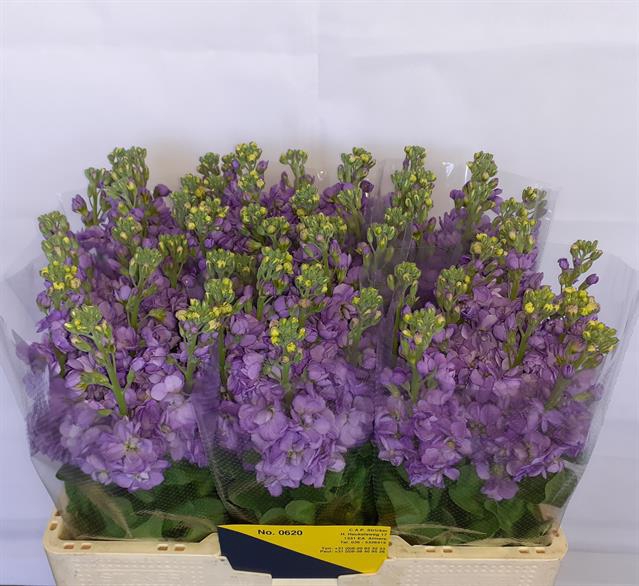 <h4>Matthiola lavender</h4>