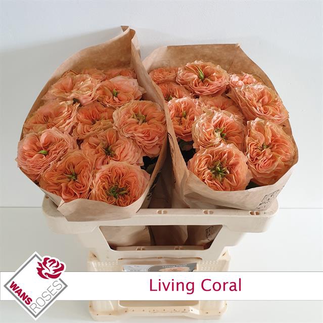 <h4>Rosa la garden living coral</h4>