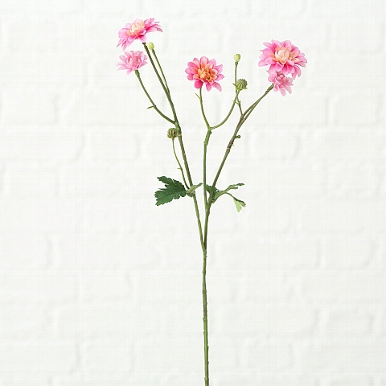 Zijde, Korbblütler, H 48 cm, 1 ass, Pink,