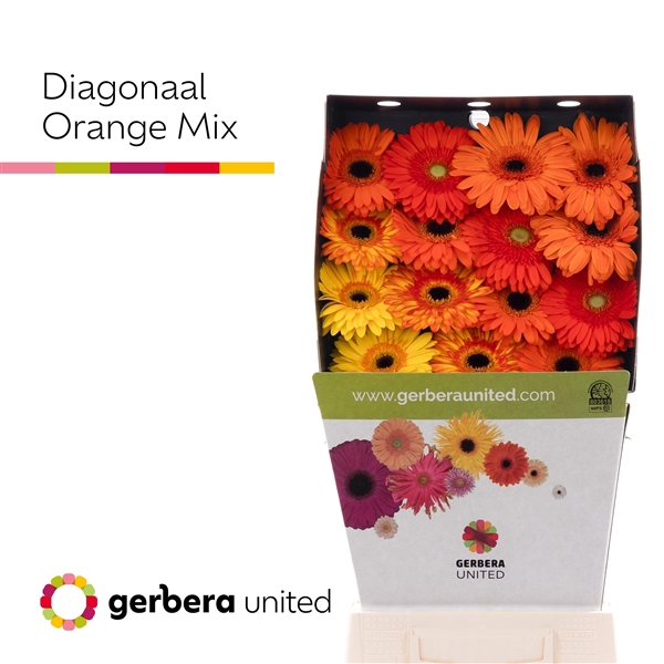 <h4>Gerbera Mix Orange - Gerbera United</h4>