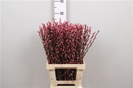 <h4>Salix Klb Pink</h4>