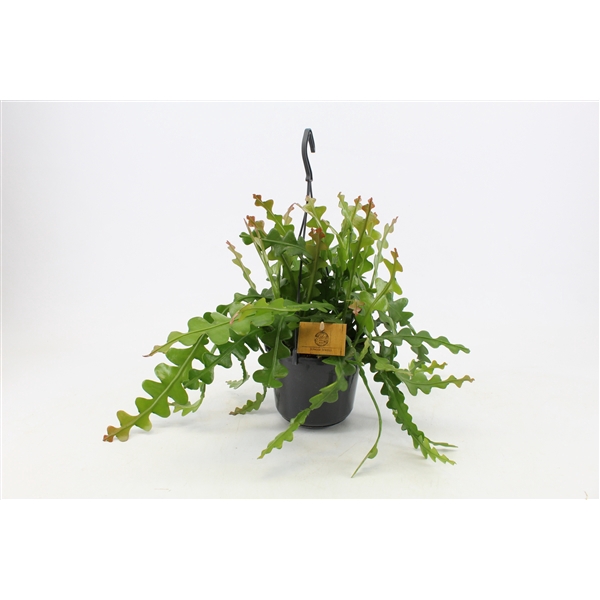 <h4>Epiphyllum Anguliger 15cm HP</h4>