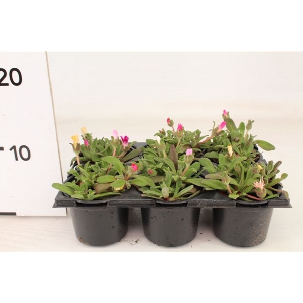 Mesembryanthemum / Dorotheanthus bellidiformis / Ijsplant / Ijsbloem in P9