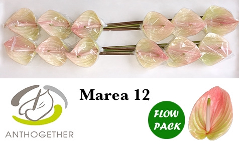 <h4>ANTH A MAREA 12 Flow Pack</h4>
