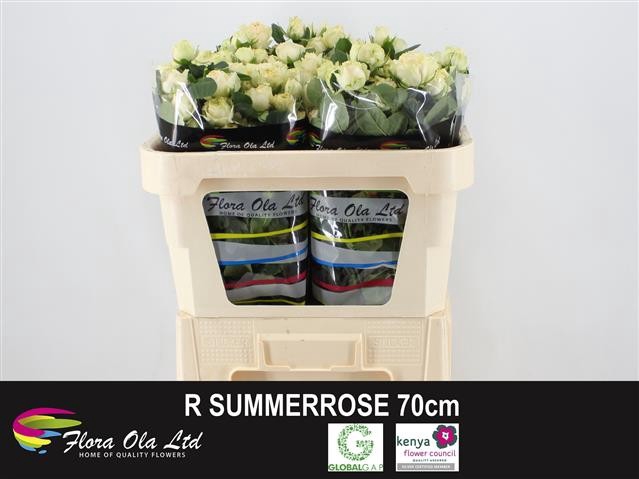 <h4>Rosa sp summerrose</h4>