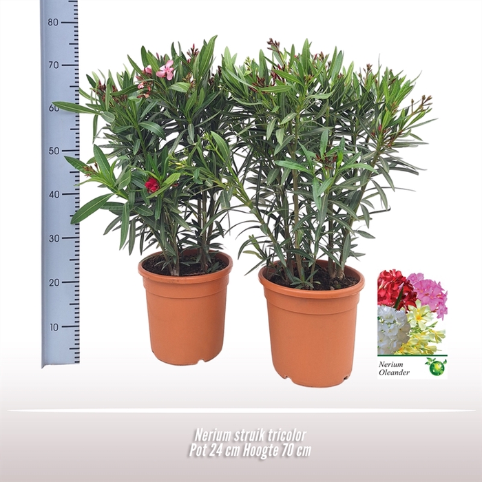Nerium oleander struik tricolor
