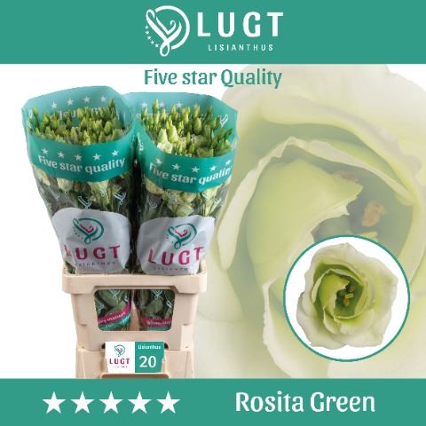 <h4>Lis G Rosita Green</h4>