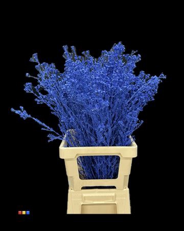 <h4>Waxflower Blue</h4>